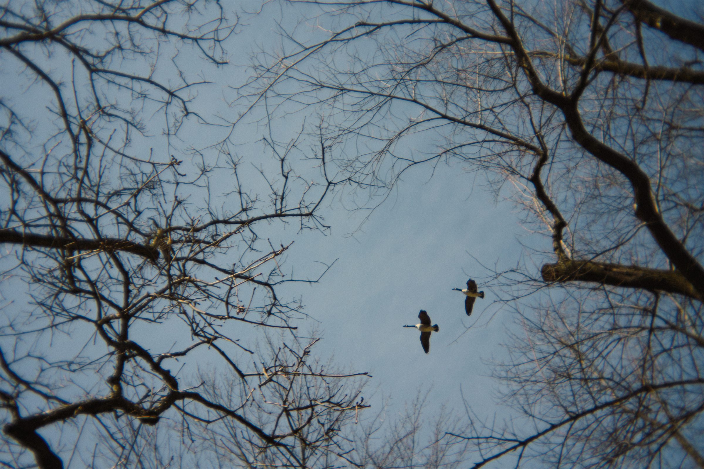 Freedom photograph by Trenton Ryu